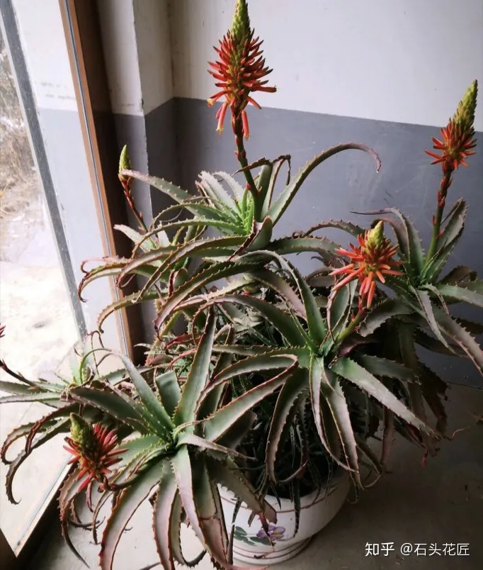 哪种芦荟能开花,没见过芦荟开花?选择1个品种,学会3个方法,养2年就开花