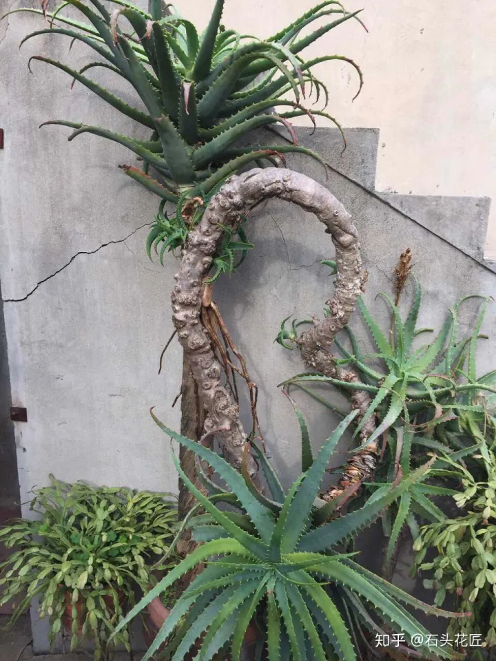 哪种芦荟能开花,没见过芦荟开花?选择1个品种,学会3个方法,养2年就开花