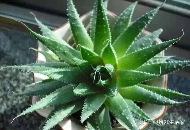 芦荟浇水一次浇透吗,养好芦荟只需做好2点,怎么浇水都不会焉,放在室外大半年不用理