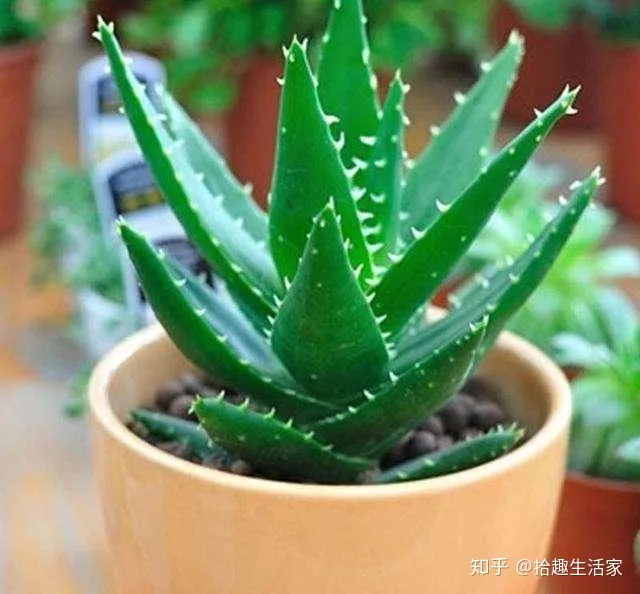 芦荟浇水一次浇透吗,养好芦荟只需做好2点,怎么浇水都不会焉,放在室外大半年不用理