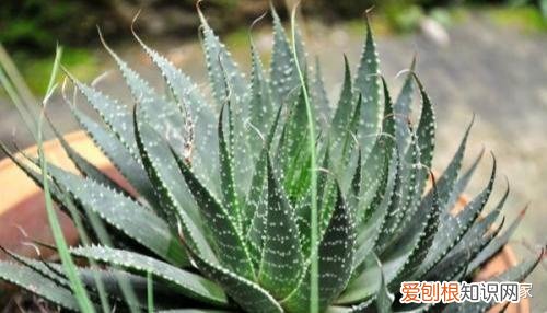 芦荟浇水一次浇透吗,养好芦荟只需做好2点,怎么浇水都不会焉,放在室外大半年不用理