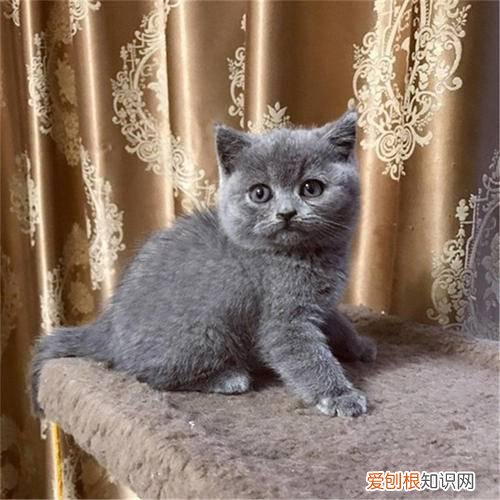加菲猫为什么长不胖老是瘦,加菲猫长不大怎么回事