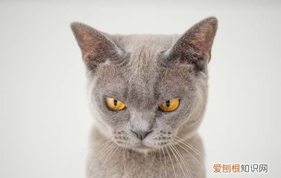 猫为什么突然乱拉屎还软便,猫猫突然拉软便