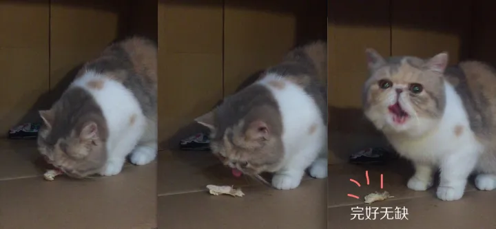 什么宠物聪明又好养,养一只特别蠢的宠物是种怎样的体验?