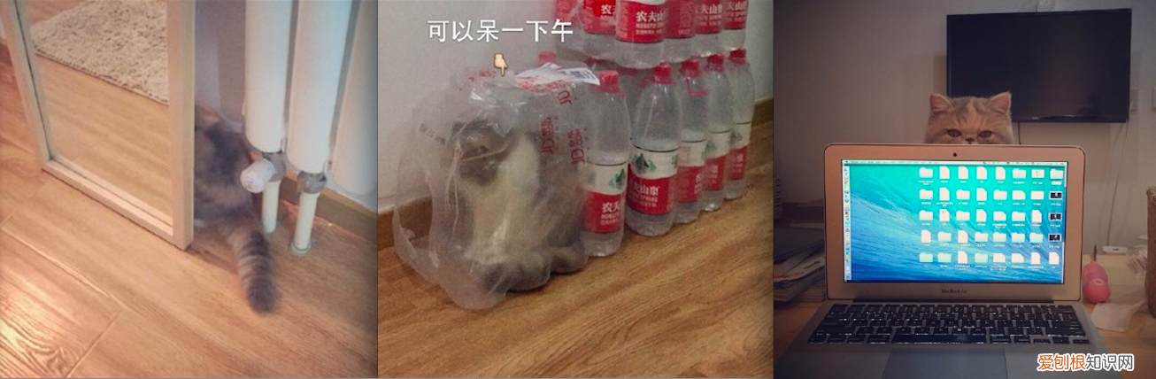 什么宠物聪明又好养,养一只特别蠢的宠物是种怎样的体验?
