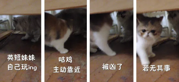 什么宠物聪明又好养,养一只特别蠢的宠物是种怎样的体验?