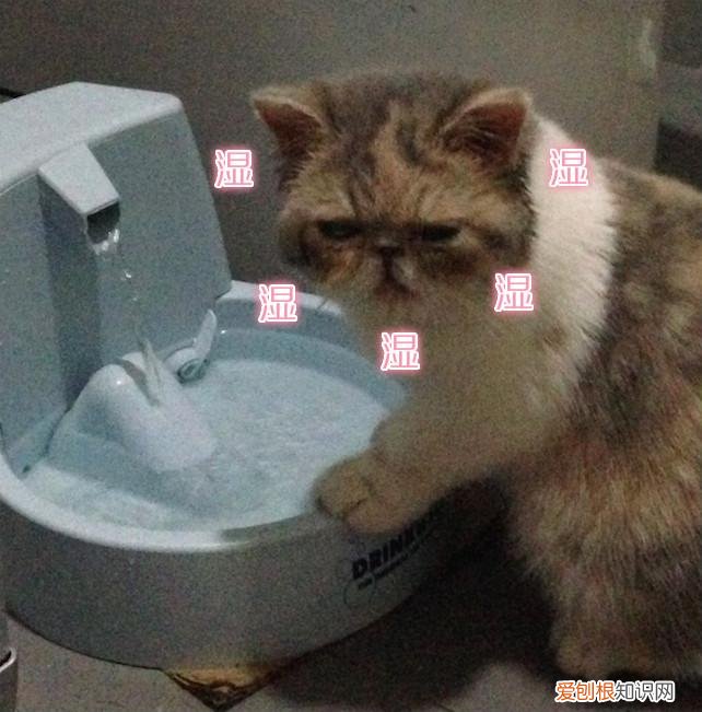 什么宠物聪明又好养,养一只特别蠢的宠物是种怎样的体验?