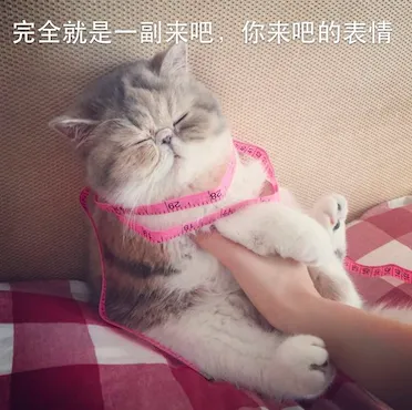什么宠物聪明又好养,养一只特别蠢的宠物是种怎样的体验?
