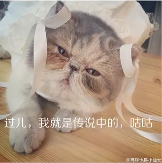 什么宠物聪明又好养,养一只特别蠢的宠物是种怎样的体验?