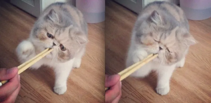 什么宠物聪明又好养,养一只特别蠢的宠物是种怎样的体验?