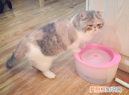 什么宠物聪明又好养,养一只特别蠢的宠物是种怎样的体验?