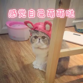 什么宠物聪明又好养,养一只特别蠢的宠物是种怎样的体验?