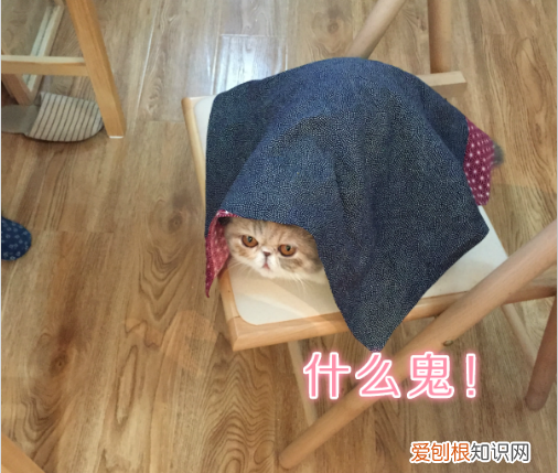 什么宠物聪明又好养,养一只特别蠢的宠物是种怎样的体验?