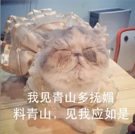 什么宠物聪明又好养,养一只特别蠢的宠物是种怎样的体验?