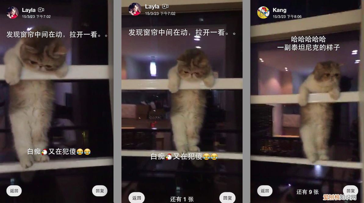 什么宠物聪明又好养,养一只特别蠢的宠物是种怎样的体验?