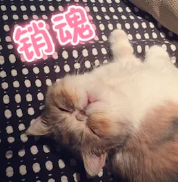 什么宠物聪明又好养,养一只特别蠢的宠物是种怎样的体验?