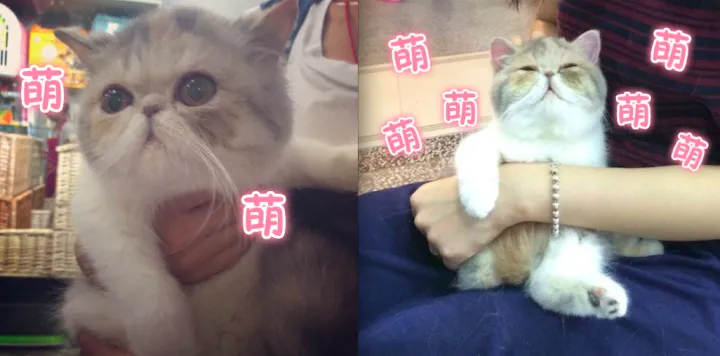 什么宠物聪明又好养,养一只特别蠢的宠物是种怎样的体验?