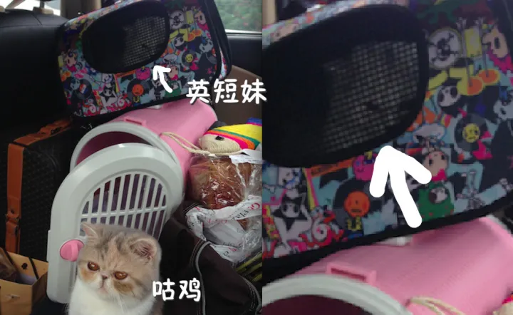 什么宠物聪明又好养,养一只特别蠢的宠物是种怎样的体验?