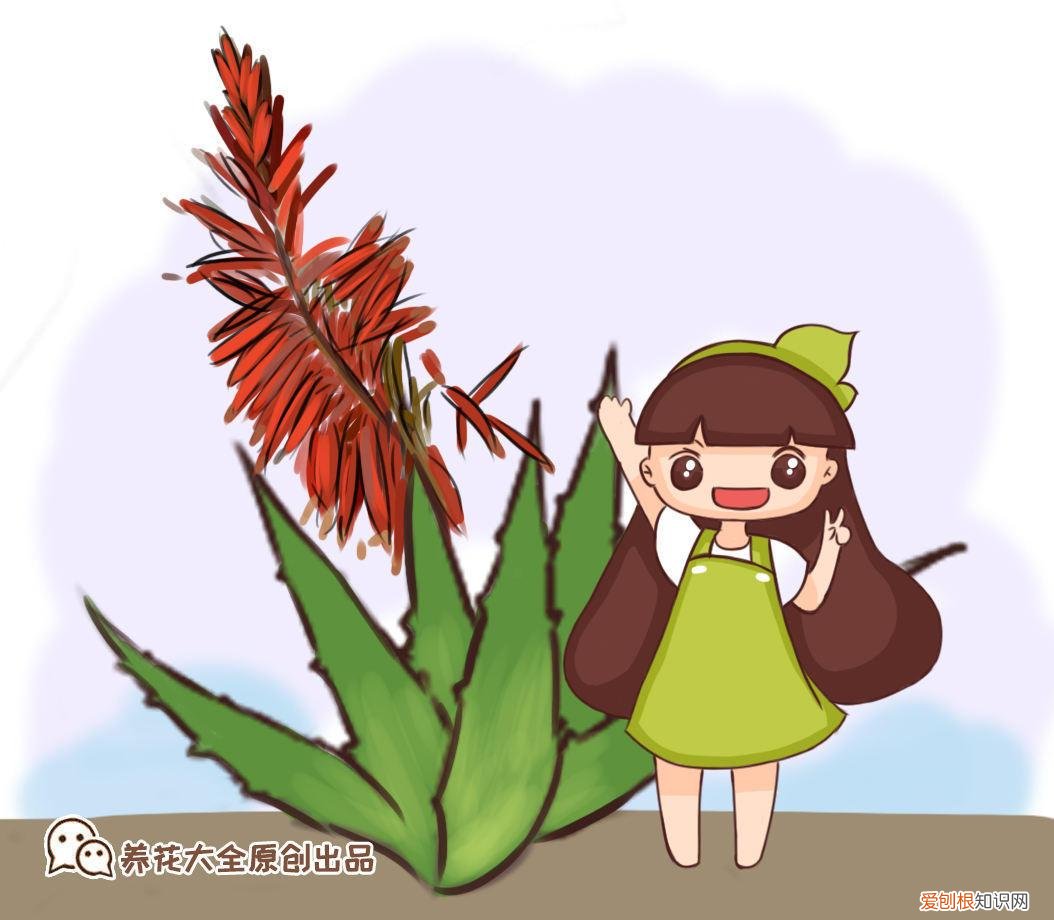 烂根芦荟种植方法图片,芦荟的几点养护技巧,土里加上碎瓦片,不愁长不好