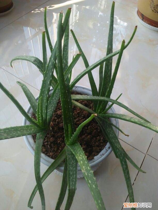 烂根芦荟种植方法图片,芦荟的几点养护技巧,土里加上碎瓦片,不愁长不好