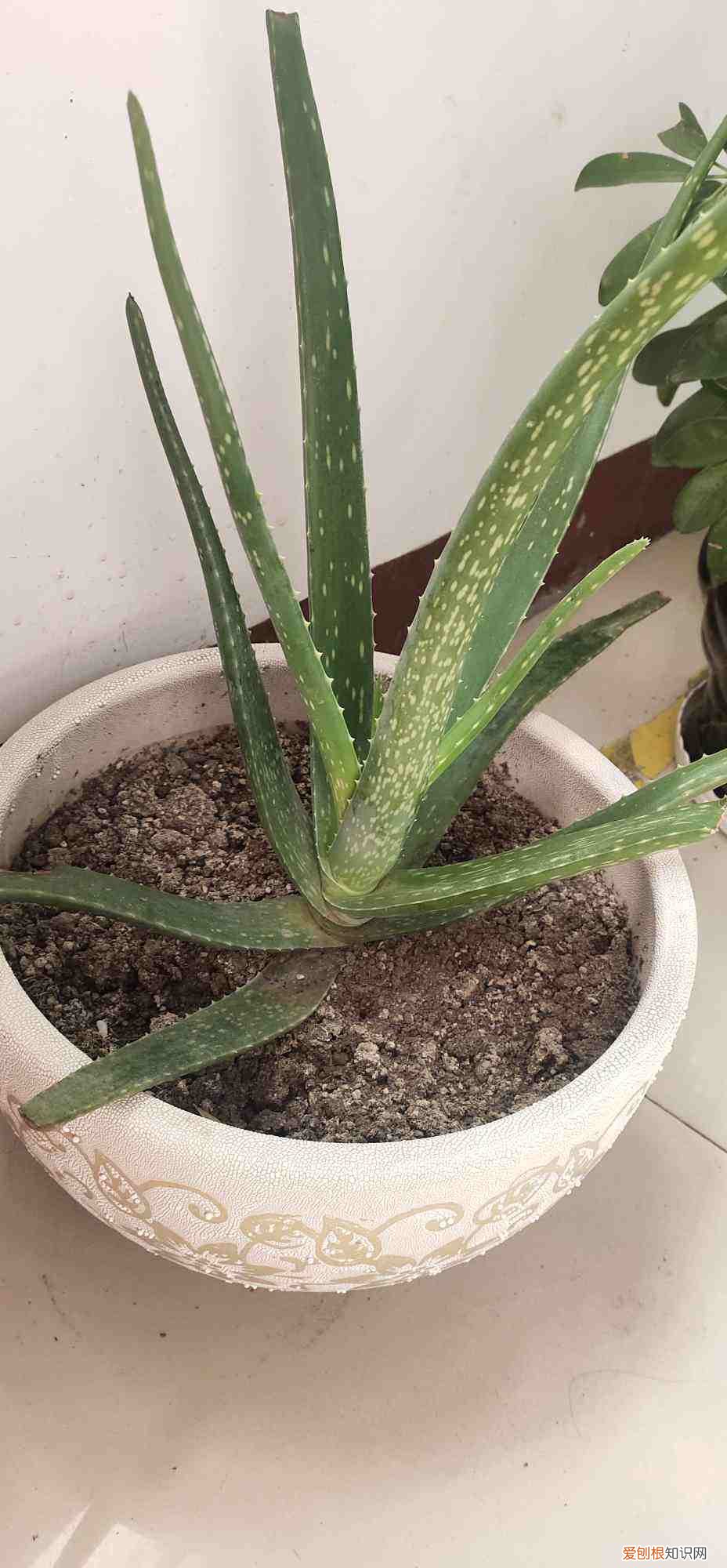 烂根芦荟种植方法图片,芦荟的几点养护技巧,土里加上碎瓦片,不愁长不好