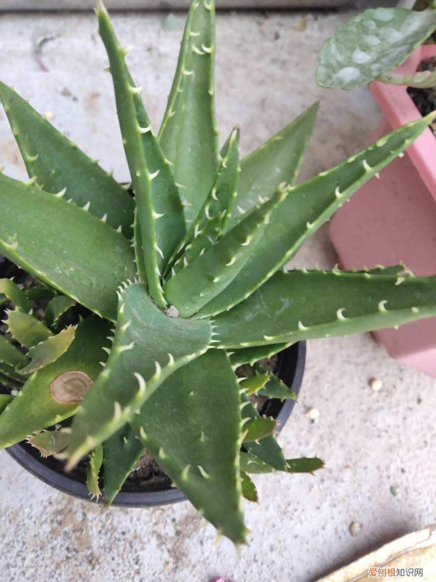 烂根芦荟种植方法图片,芦荟的几点养护技巧,土里加上碎瓦片,不愁长不好