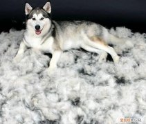 吸尘器有用吗 知乎，知乎话题：家里养宠物买什么吸尘器好？