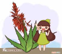 芦荟开花注意什么，芦荟怎么样才能开花？记住4个要点，开出红火富贵花