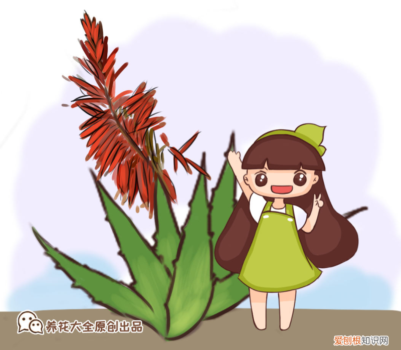 芦荟开花注意什么,芦荟怎么样才能开花?记住4个要点,开出红火富贵花