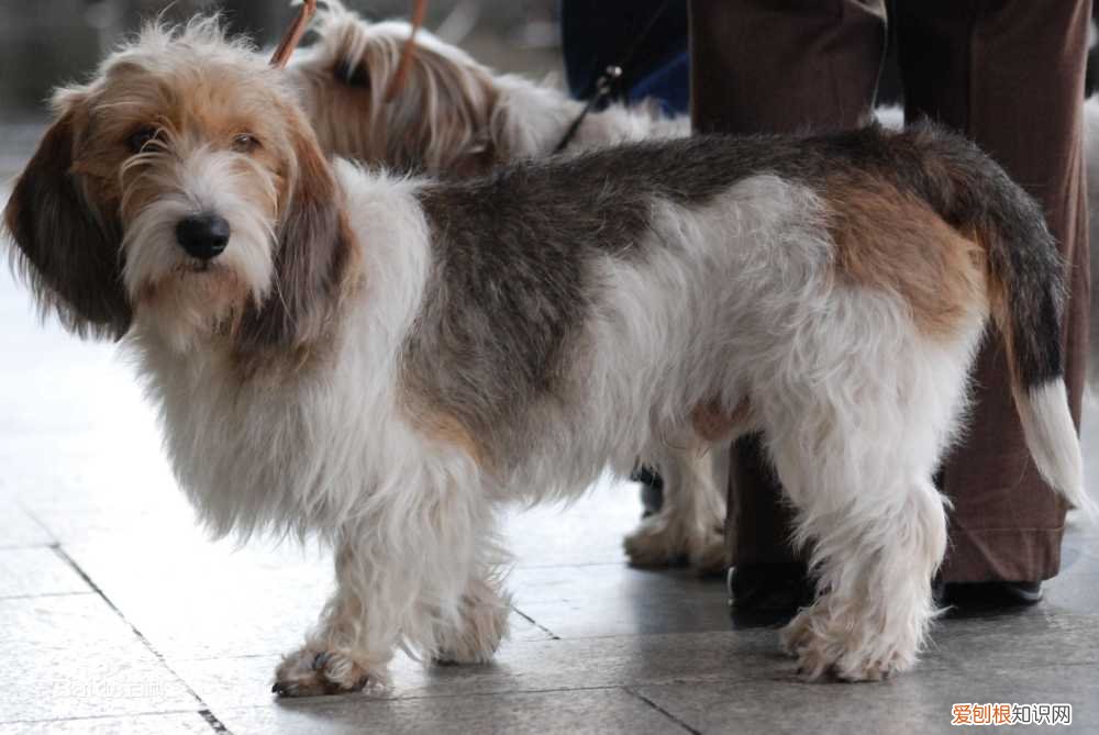 上 犬的种类 品种,宠物狗百科全书中小型犬有哪些品种?各有怎样的性格特点?