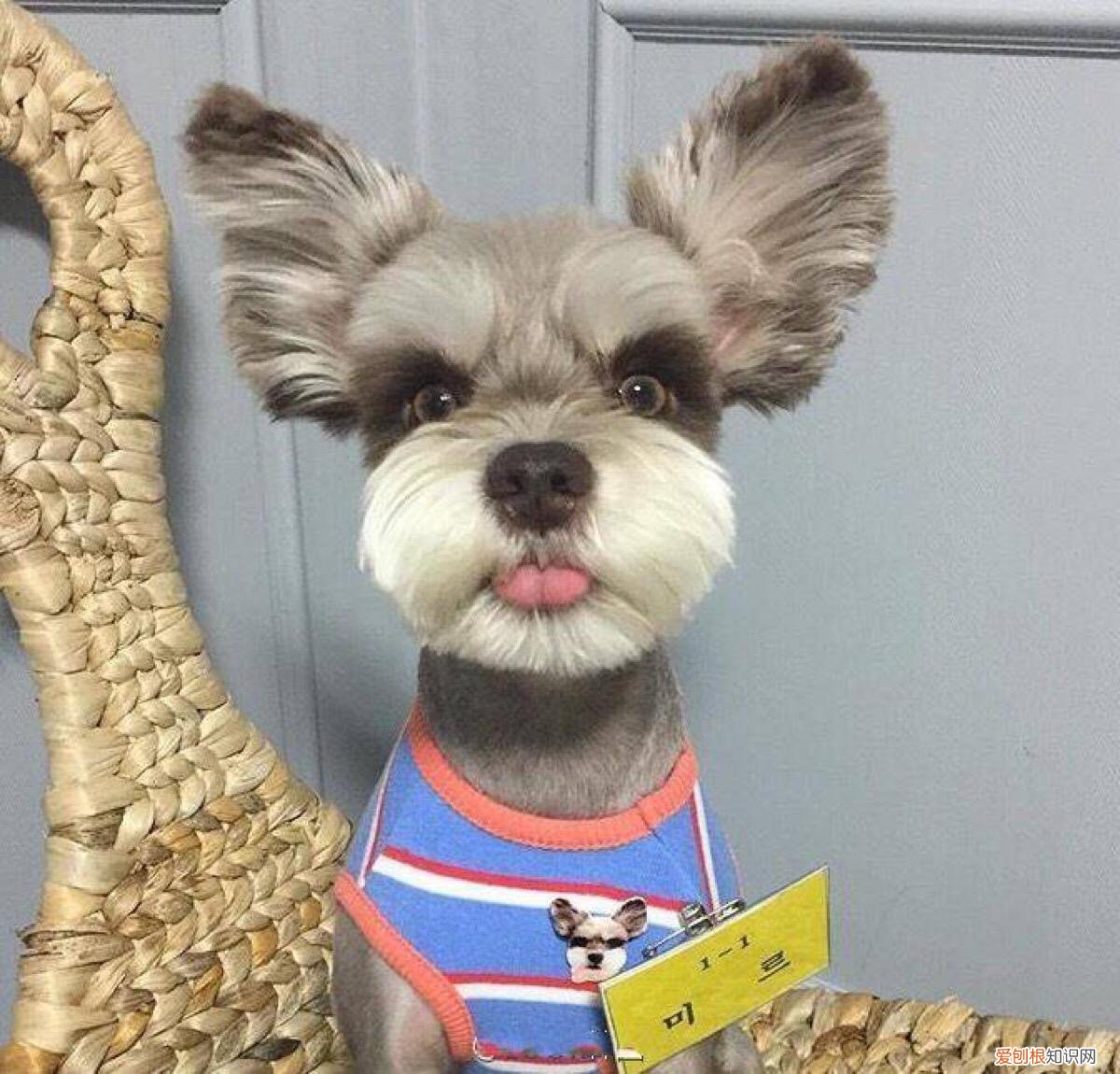 上 犬的种类 品种,宠物狗百科全书中小型犬有哪些品种?各有怎样的性格特点?