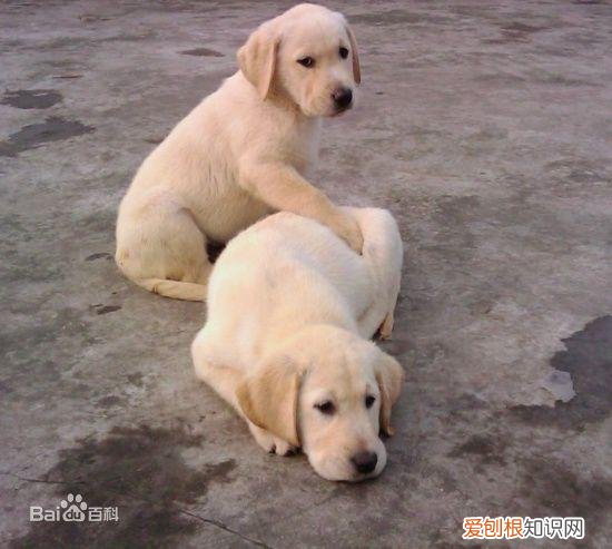 上 犬的种类 品种,宠物狗百科全书中小型犬有哪些品种?各有怎样的性格特点?