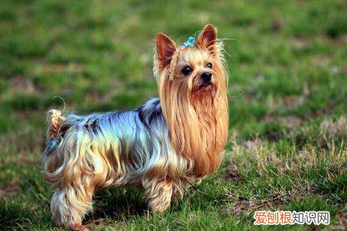 上 犬的种类 品种,宠物狗百科全书中小型犬有哪些品种?各有怎样的性格特点?
