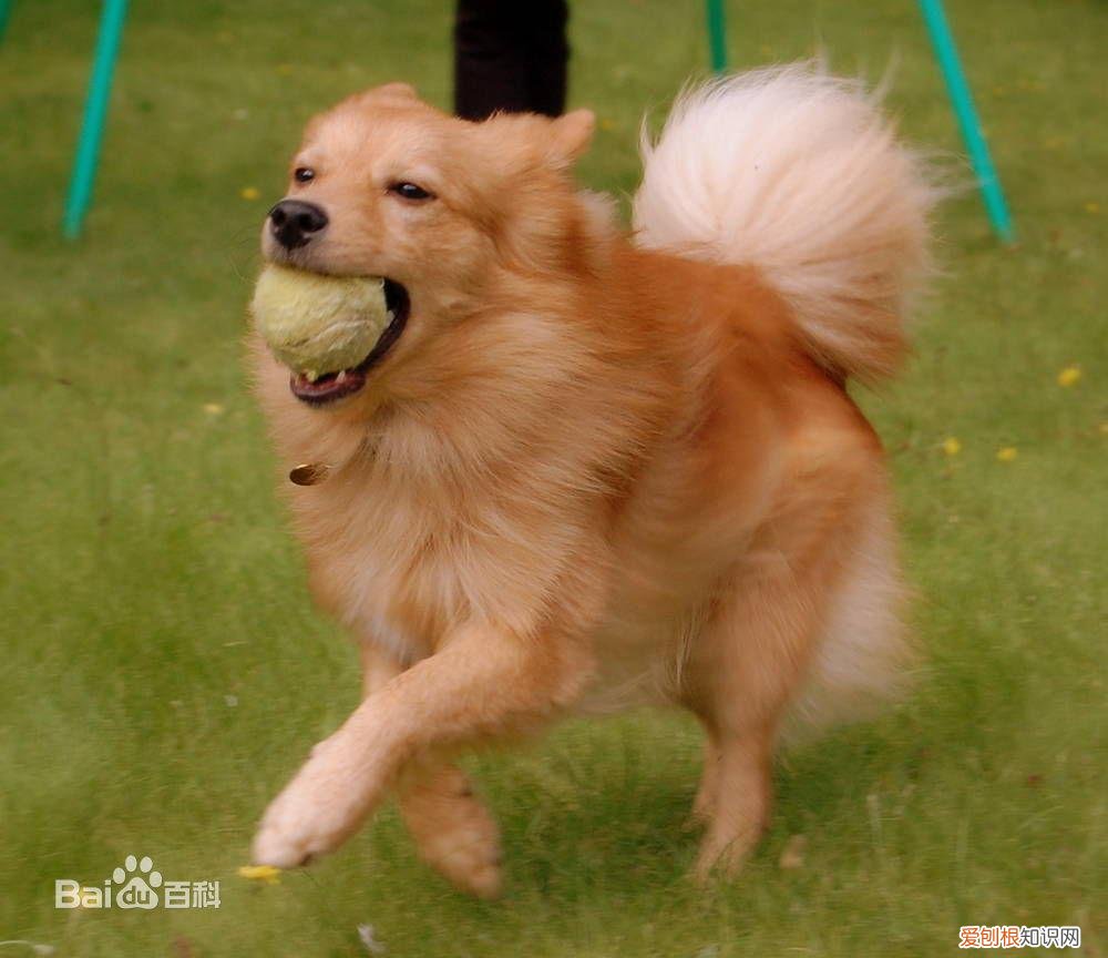 上 犬的种类 品种,宠物狗百科全书中小型犬有哪些品种?各有怎样的性格特点?