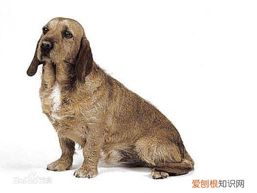 上 犬的种类 品种,宠物狗百科全书中小型犬有哪些品种?各有怎样的性格特点?