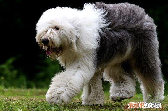上 犬的种类 品种,宠物狗百科全书中小型犬有哪些品种?各有怎样的性格特点?