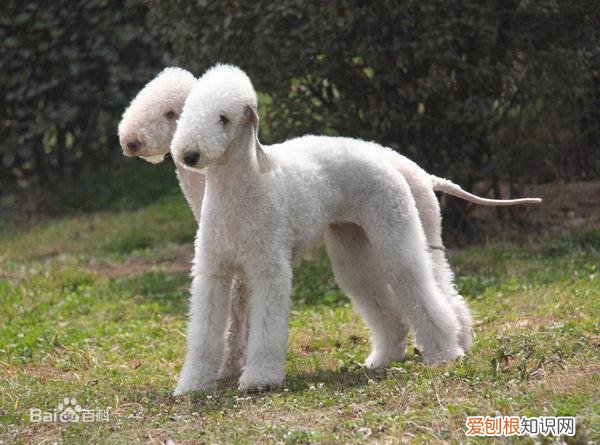 上 犬的种类 品种,宠物狗百科全书中小型犬有哪些品种?各有怎样的性格特点?