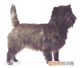 上 犬的种类 品种,宠物狗百科全书中小型犬有哪些品种?各有怎样的性格特点?