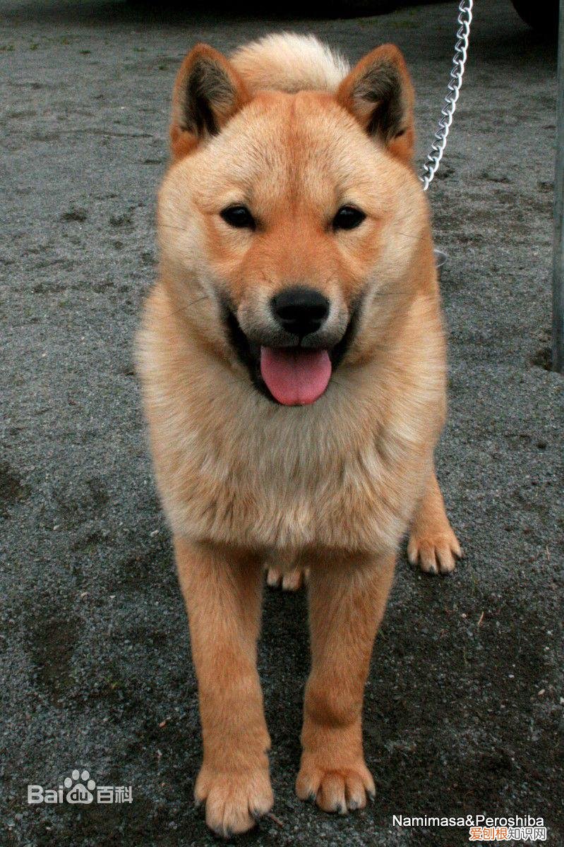 上 犬的种类 品种,宠物狗百科全书中小型犬有哪些品种?各有怎样的性格特点?