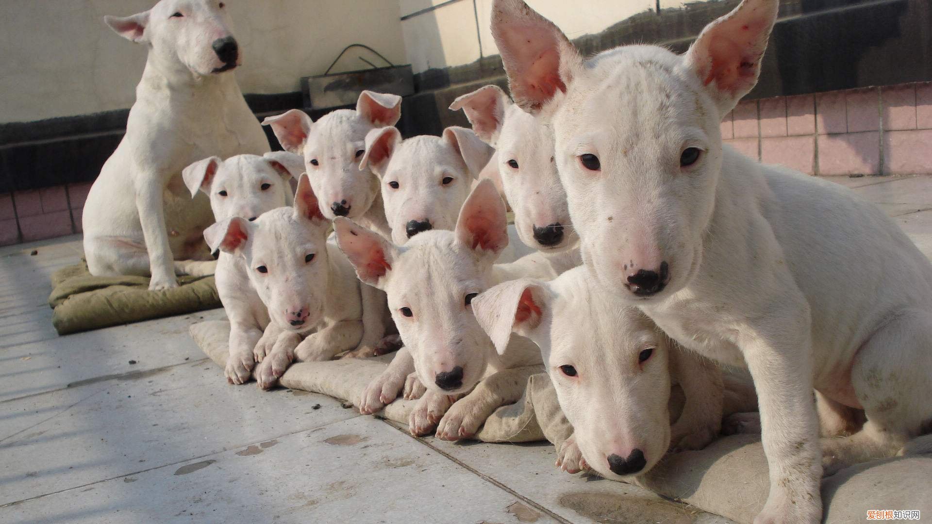 上 犬的种类 品种,宠物狗百科全书中小型犬有哪些品种?各有怎样的性格特点?