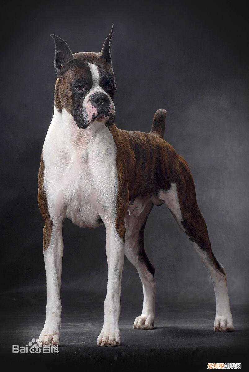 上 犬的种类 品种,宠物狗百科全书中小型犬有哪些品种?各有怎样的性格特点?