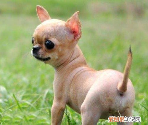 上 犬的种类 品种,宠物狗百科全书中小型犬有哪些品种?各有怎样的性格特点?
