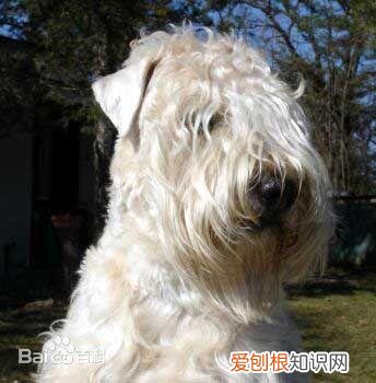 上 犬的种类 品种,宠物狗百科全书中小型犬有哪些品种?各有怎样的性格特点?