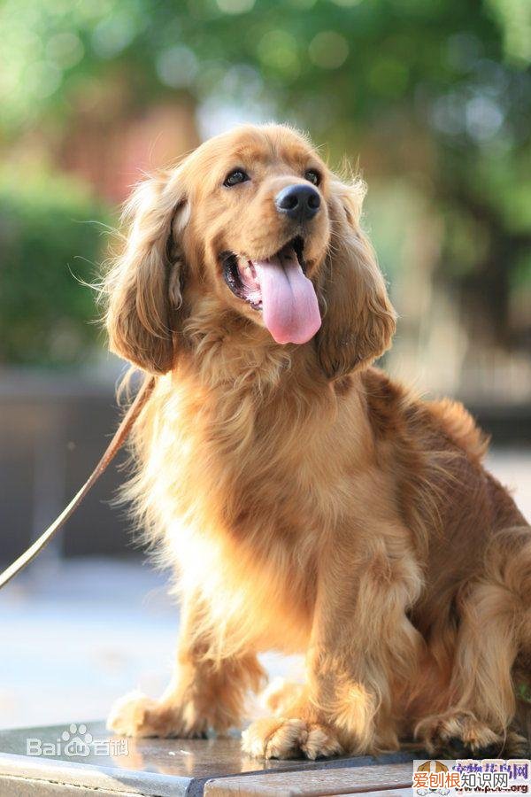 上 犬的种类 品种,宠物狗百科全书中小型犬有哪些品种?各有怎样的性格特点?