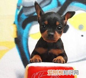 上 犬的种类 品种,宠物狗百科全书中小型犬有哪些品种?各有怎样的性格特点?