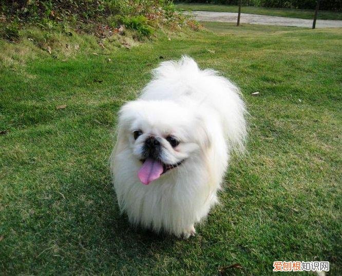 上 犬的种类 品种,宠物狗百科全书中小型犬有哪些品种?各有怎样的性格特点?