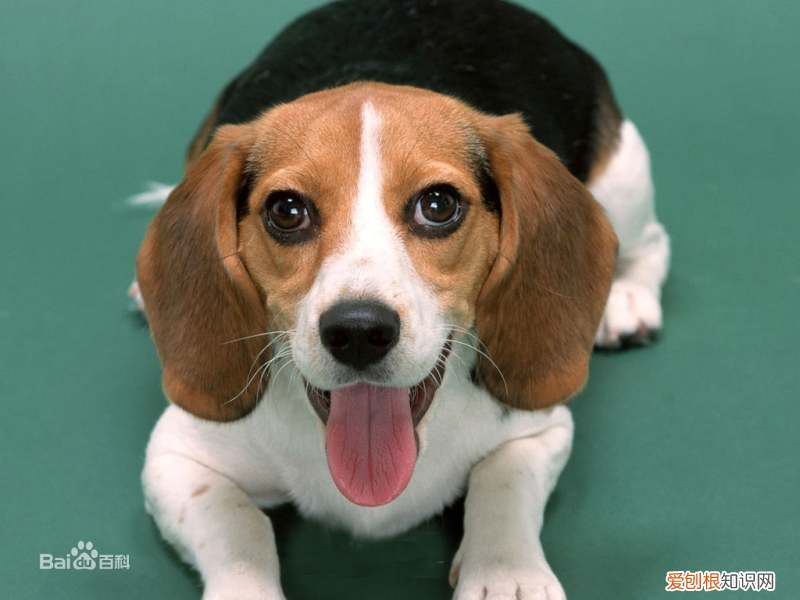 上 犬的种类 品种,宠物狗百科全书中小型犬有哪些品种?各有怎样的性格特点?
