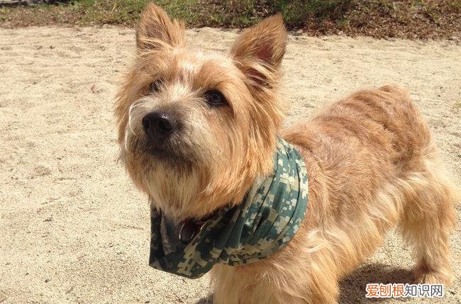 上 犬的种类 品种,宠物狗百科全书中小型犬有哪些品种?各有怎样的性格特点?