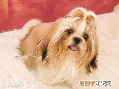 上 犬的种类 品种,宠物狗百科全书中小型犬有哪些品种?各有怎样的性格特点?
