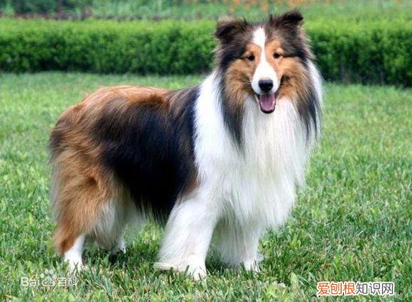 上 犬的种类 品种,宠物狗百科全书中小型犬有哪些品种?各有怎样的性格特点?